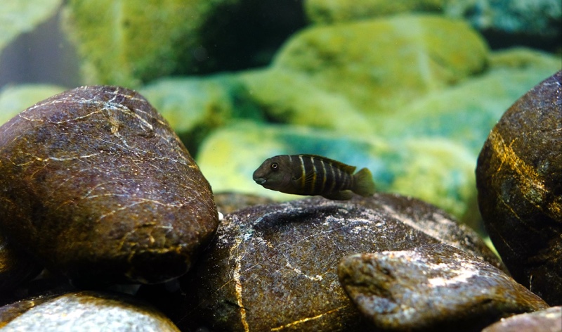 Eretmodus marksmithi 'Milima Island'